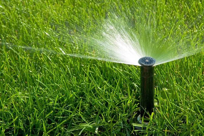 No Watering