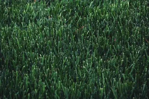 Weeds? No, Thank You!